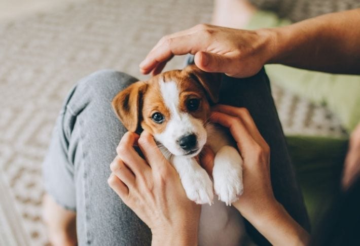 Puppy being cuddled by his owners at home