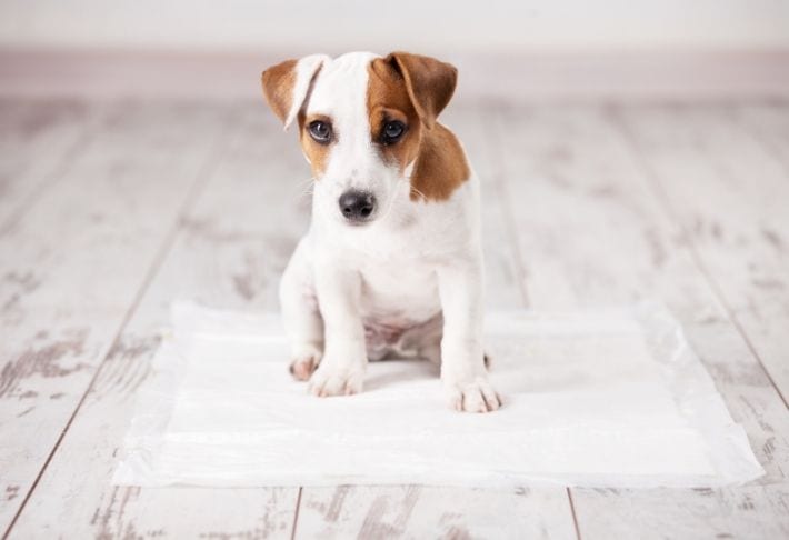 House training a puppy