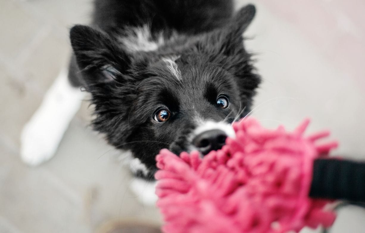 Dog impulse control