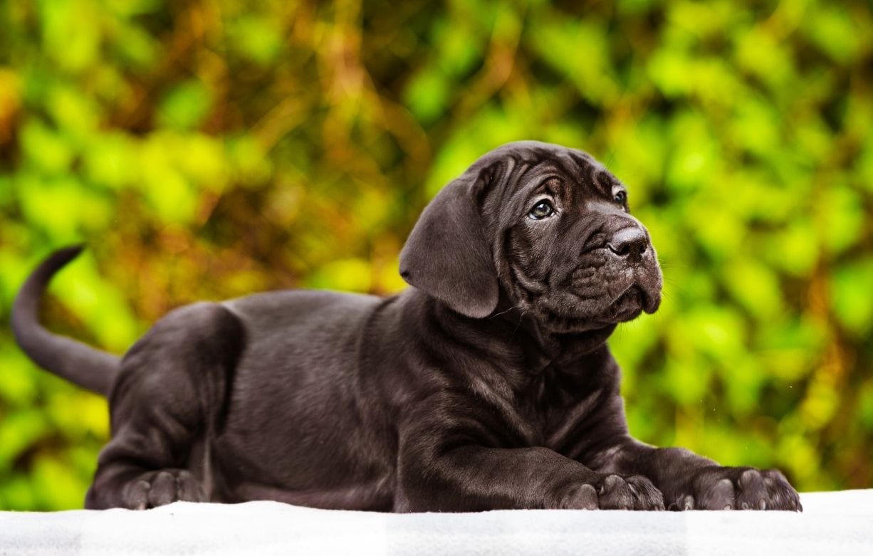 Labrador in 
