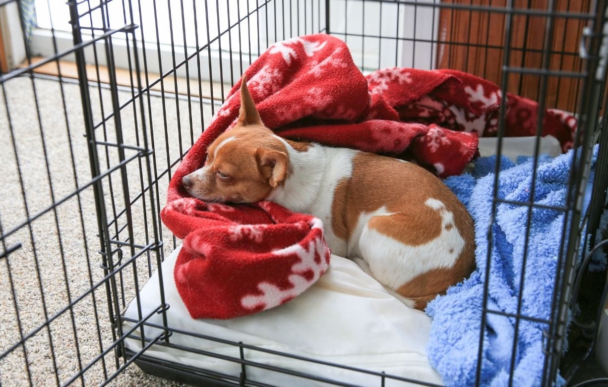 Chihuahua sleeping in crate