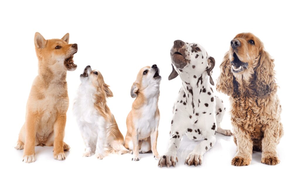 Five dogs howling