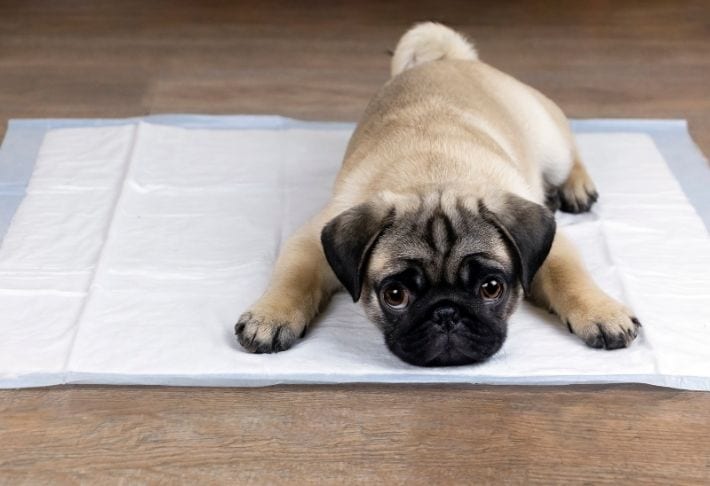pug puppy on floor