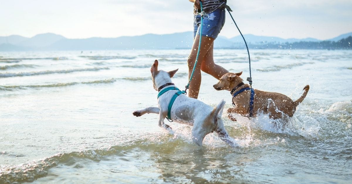 Dog exercise