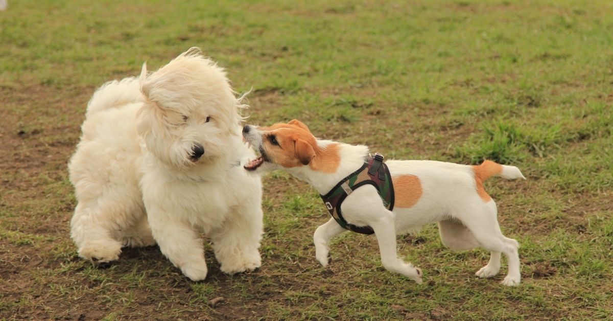 dog attacks