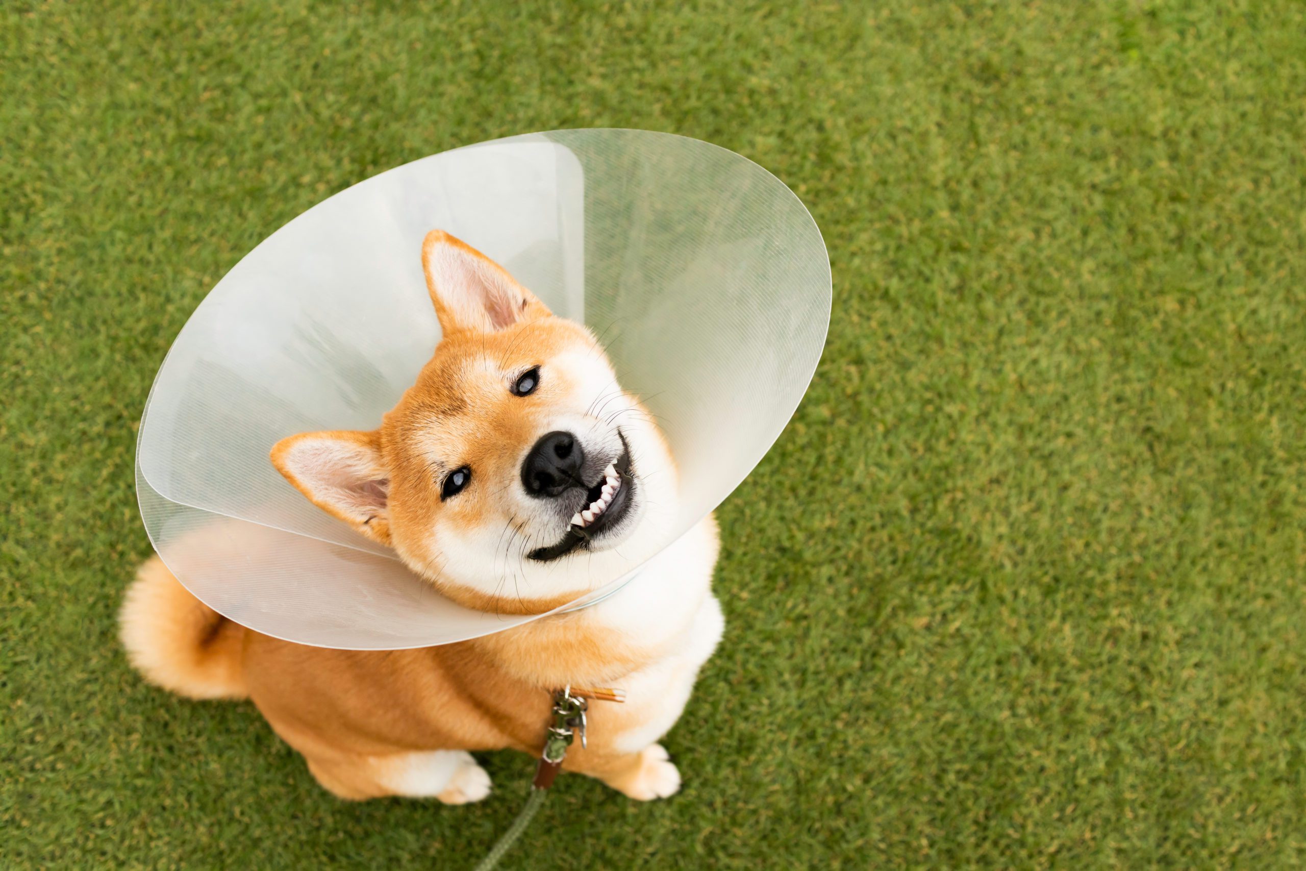 Neutering dogs