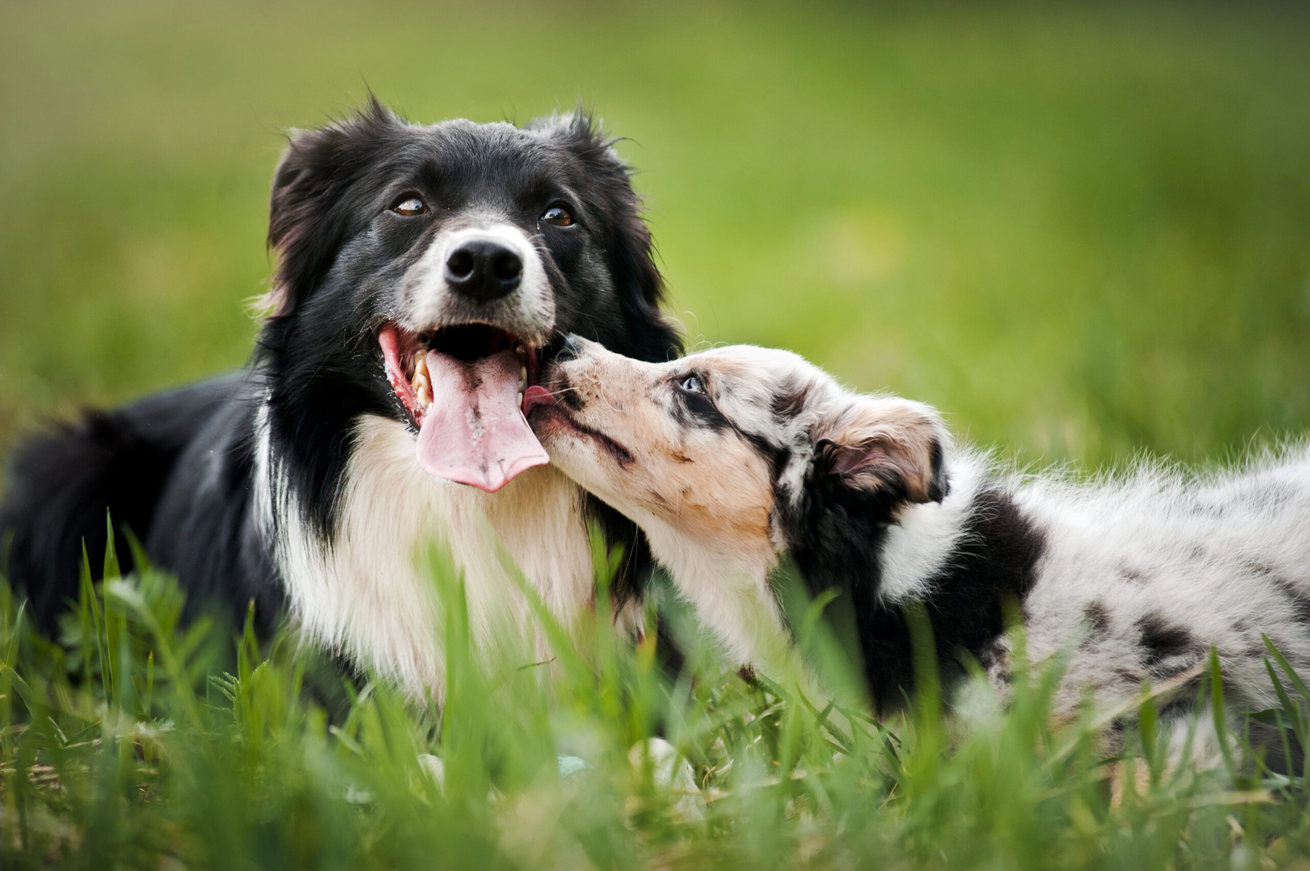 introducing a puppy to an older dog