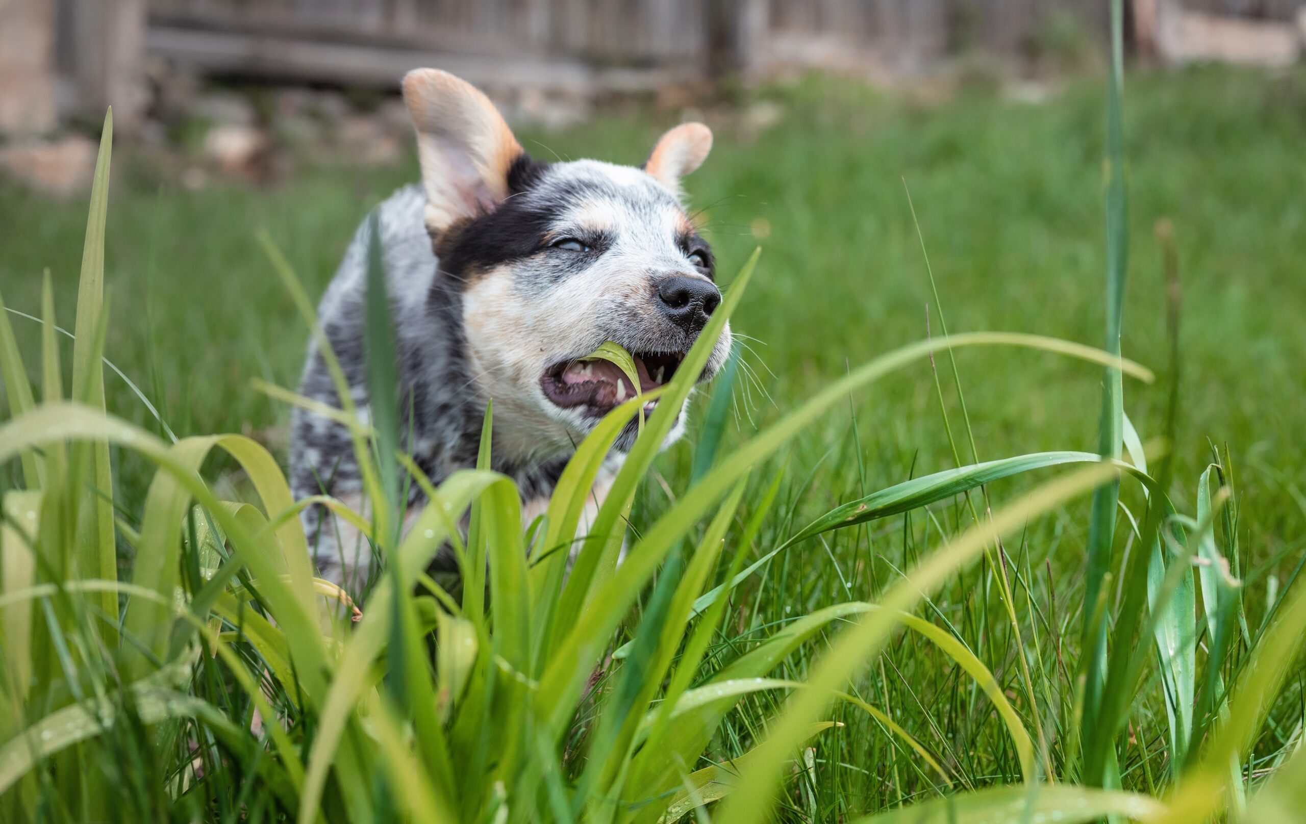 Puppy,Eating,Grass,Outside,In,Backyard.,