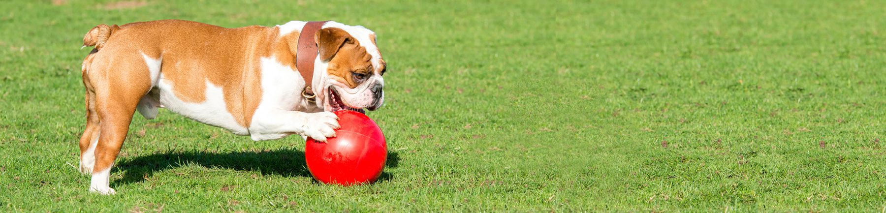 Bulldog enjoying a large red BoomerBall