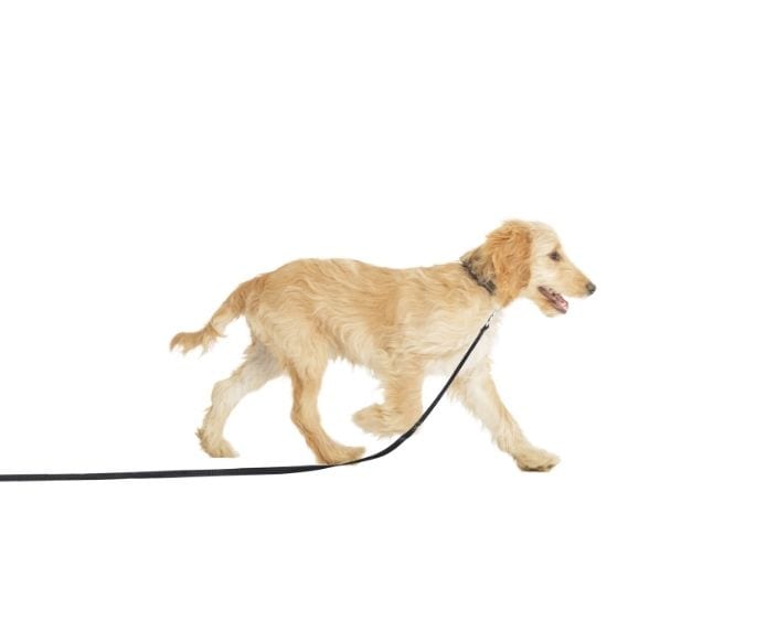 A dog running wearing the Company of Animals