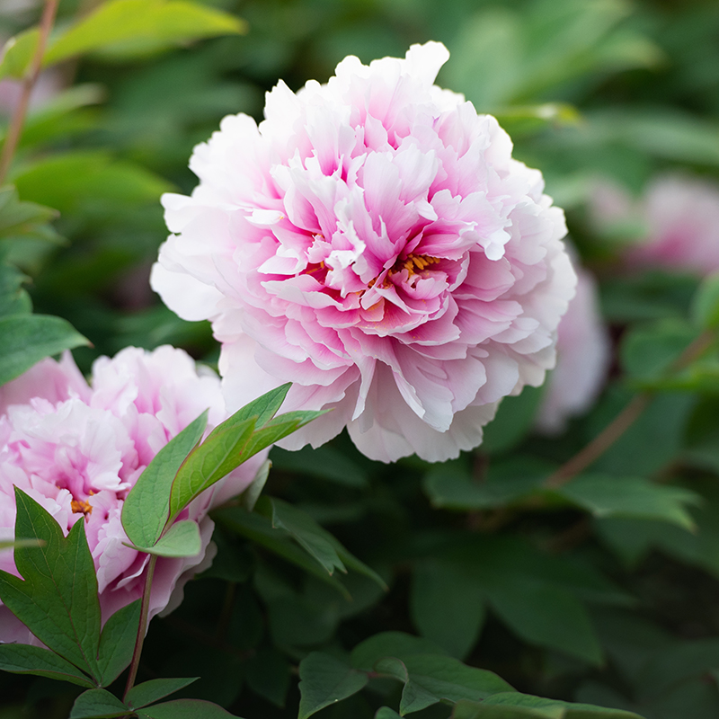 Peony & Cashmere