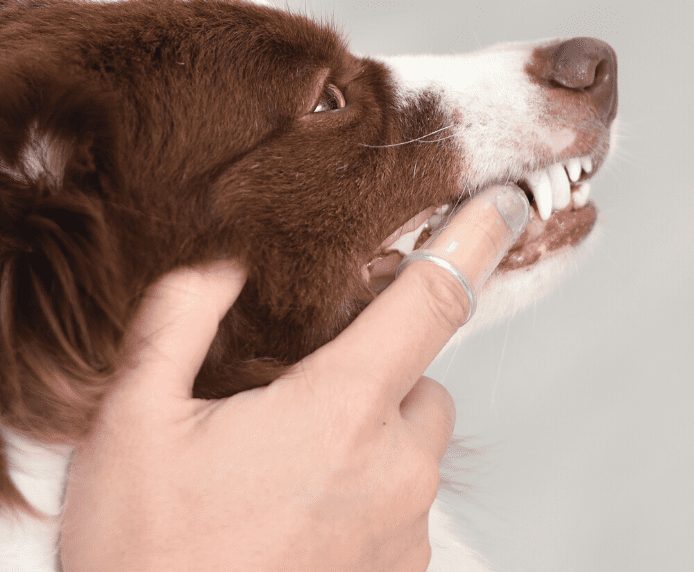 Arm & Hammer Dental Kit