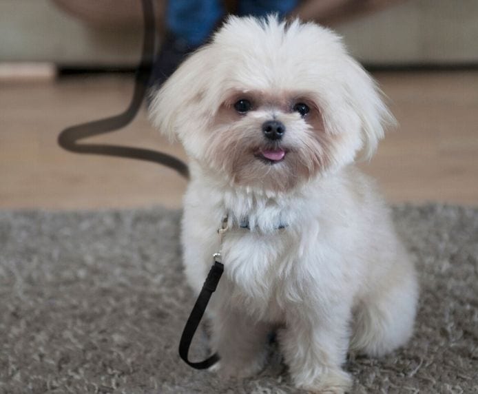 A cute puppy using the Company of Animals Puppy Training Line