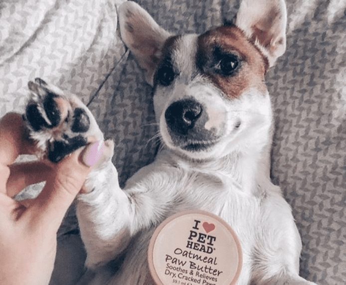A dog on his back with a Pet Head Oatmeal Paw Butter on their chest