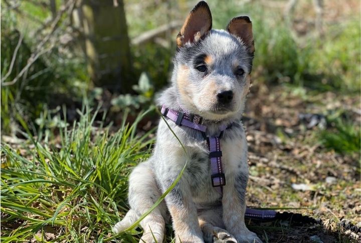 A young puppy wearing a purple Halti walking harness