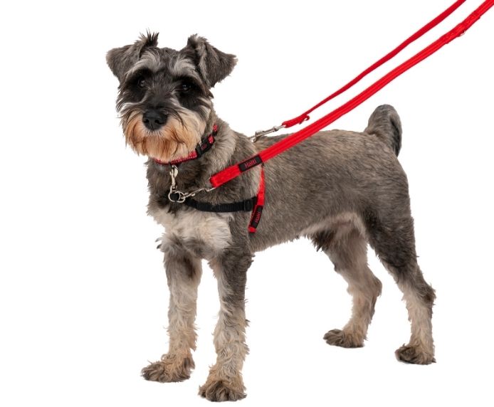 Schnauzer dog wearing a Halti Front Control Harness