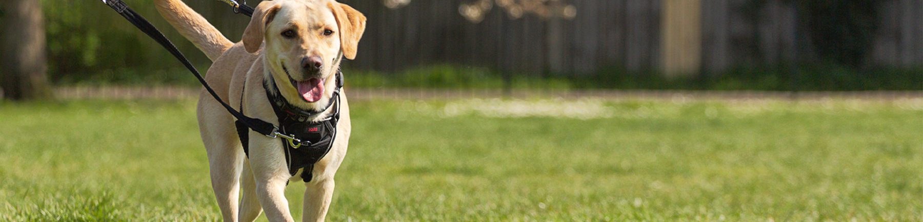 Halti_No_Pull_Retriever