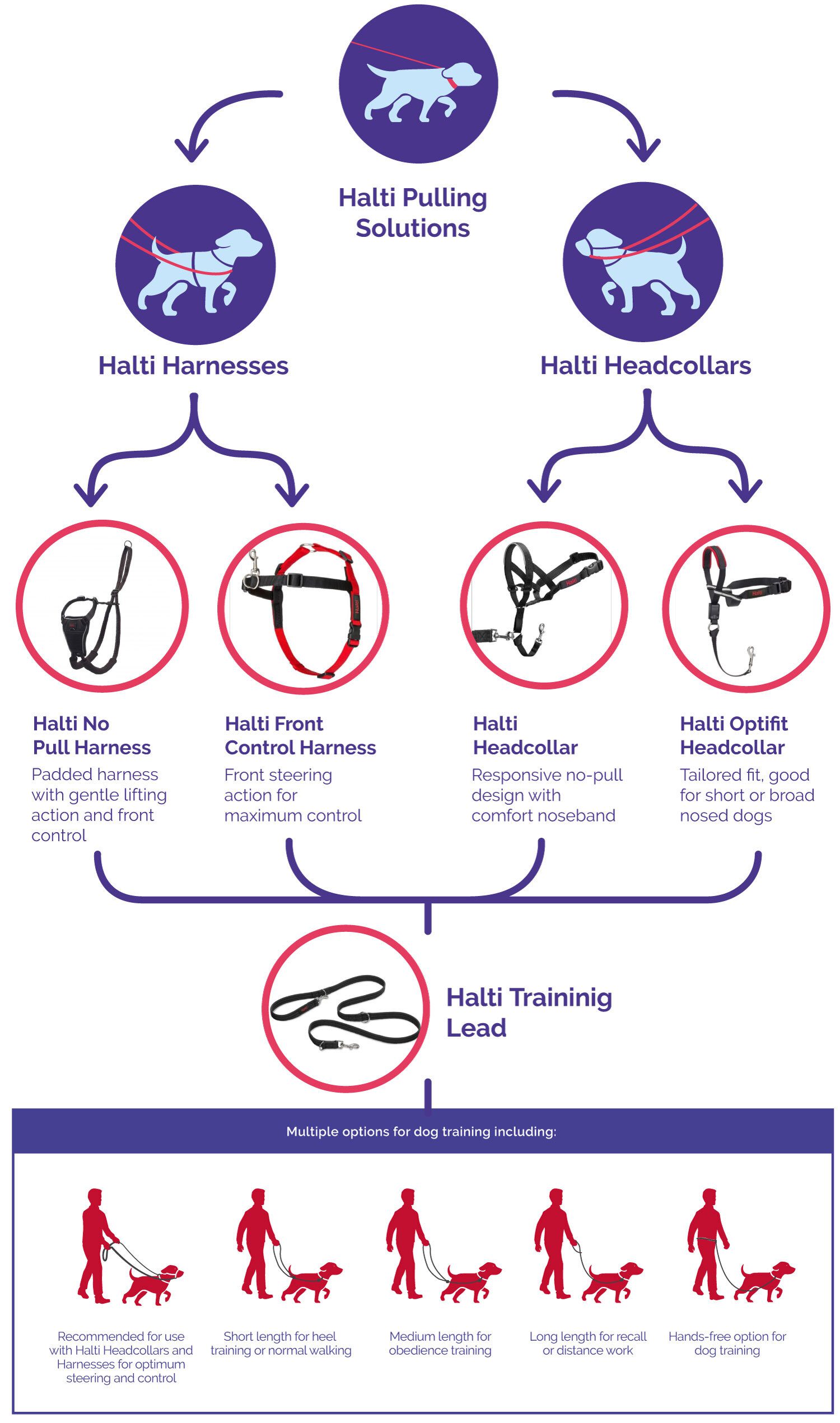 Flow diagram showing whether you need a Halti head collar or a harness