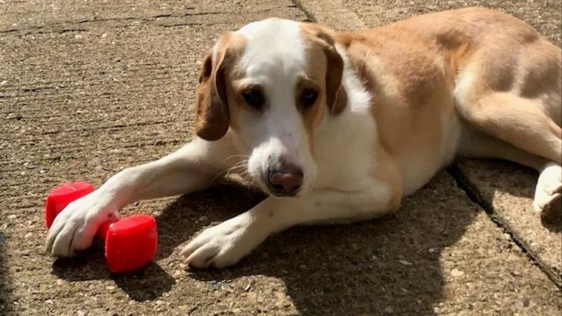 a dog plays with a dog toy on a driveway