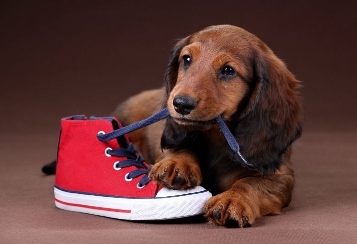 puppy chewing