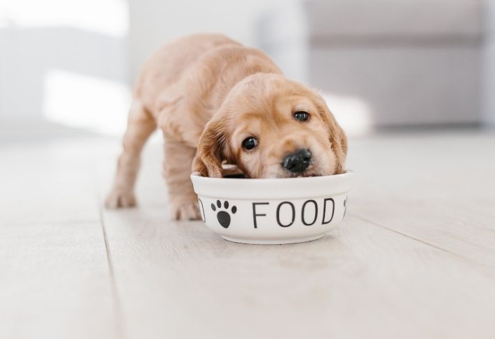 food aggression in dogs