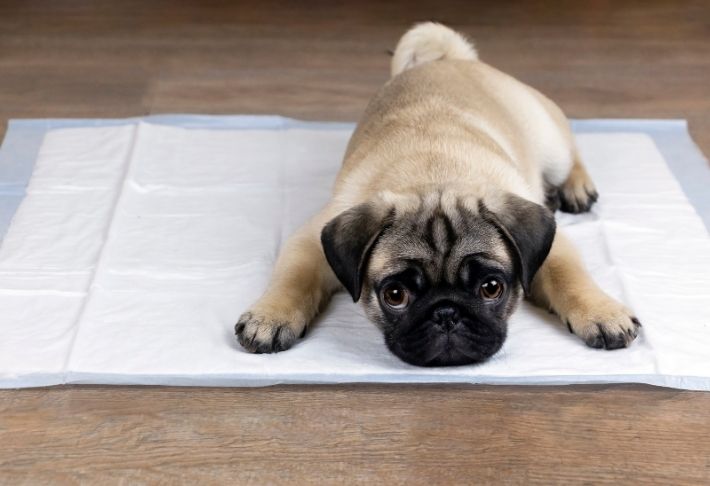 house training a puppy