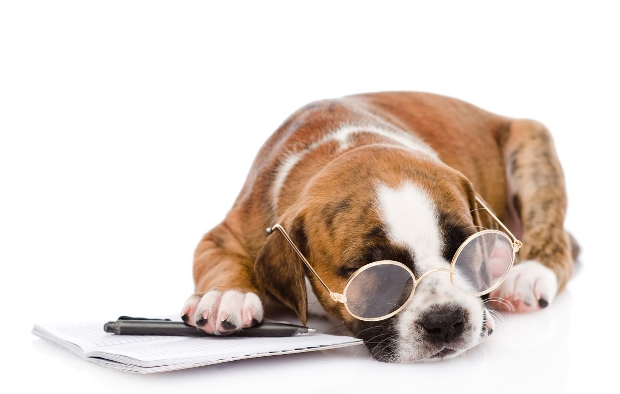 puppy checklist