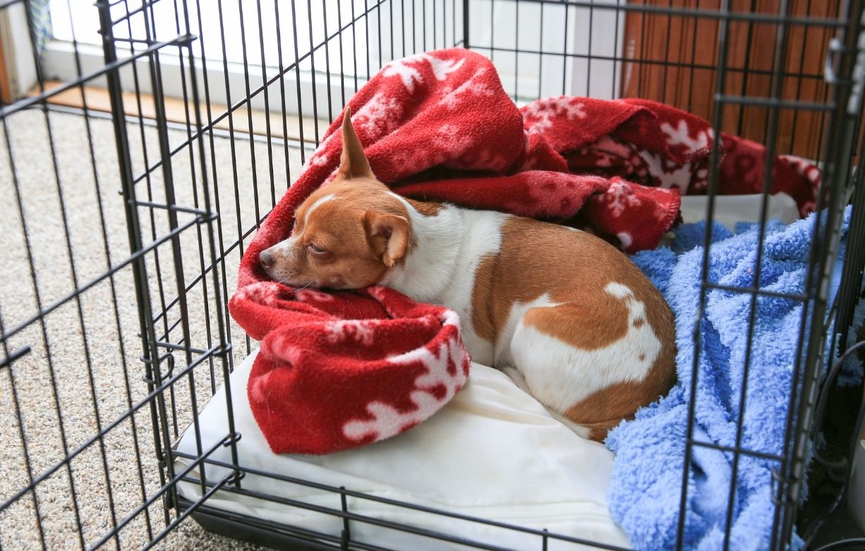 A chihuahua dog sleeping in her crate