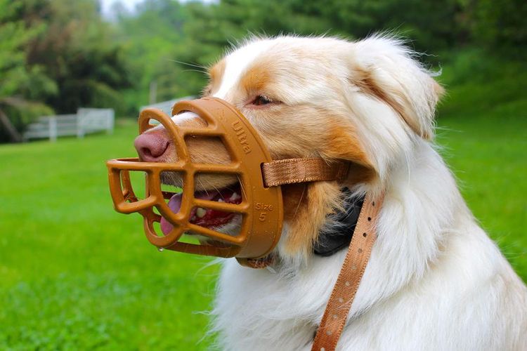 Why should I muzzle my dog