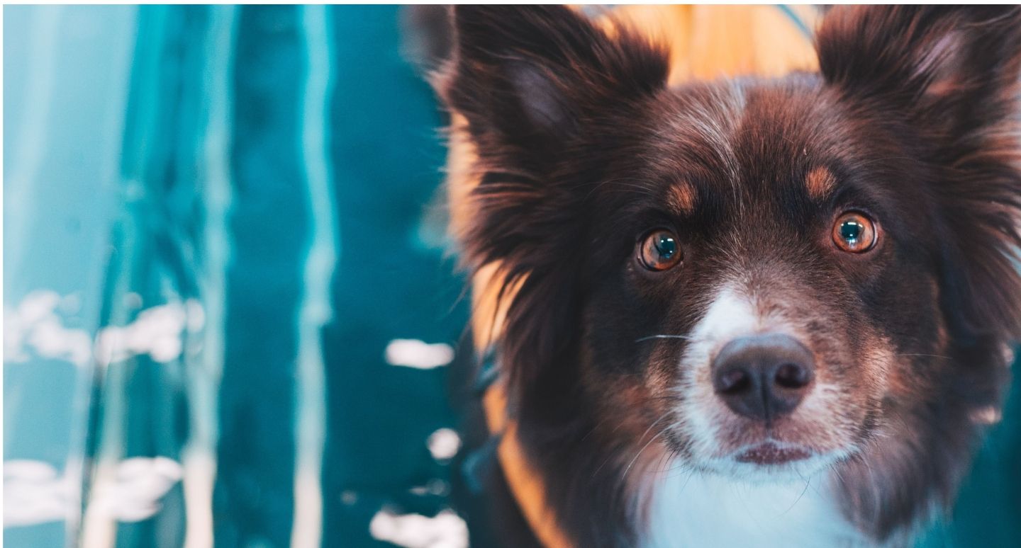 a dog in a hydrotherapy tank