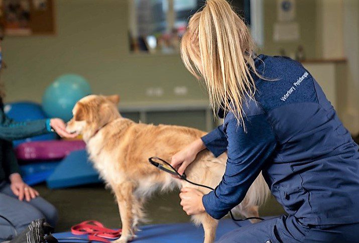 dog undergoing laser therapy