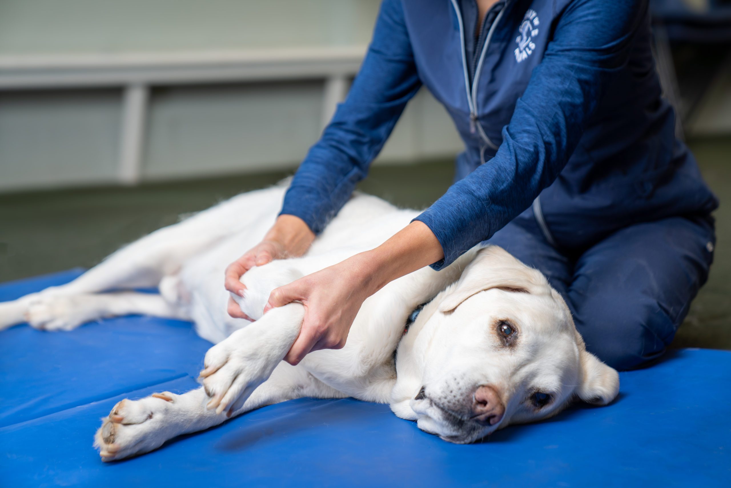 Passive range of motion exercises physiotherapy