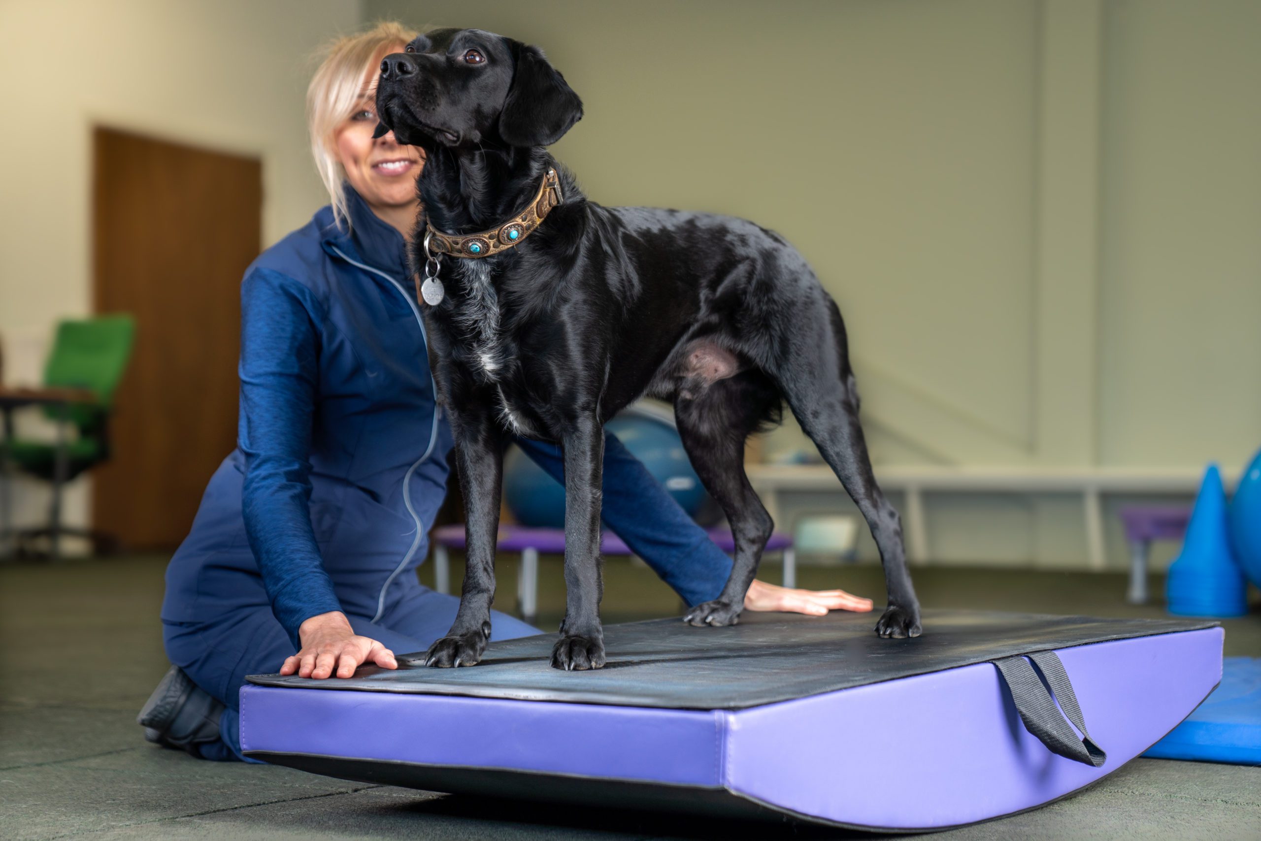 black lab on Rocker Board