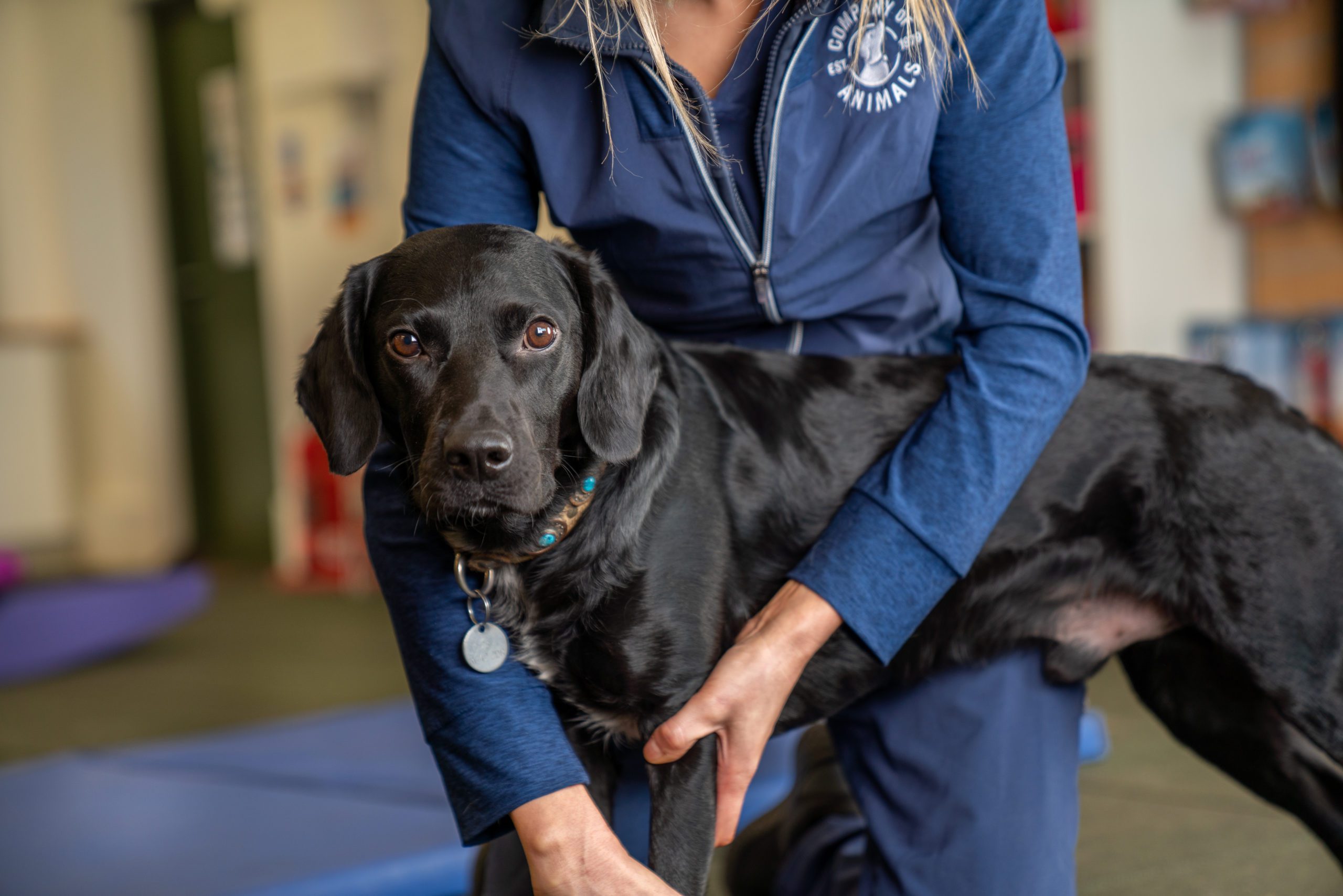 Veterinary Physiotherapy