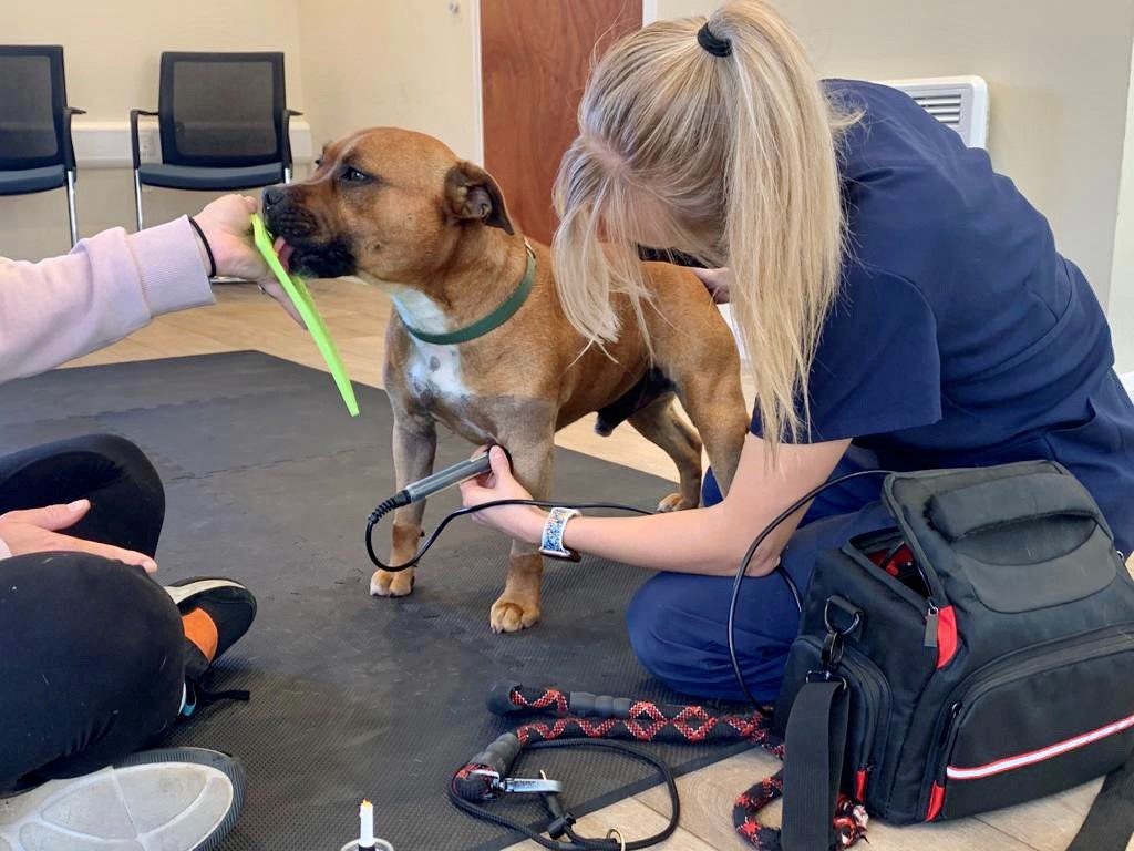 Laser therapy on a Staffie