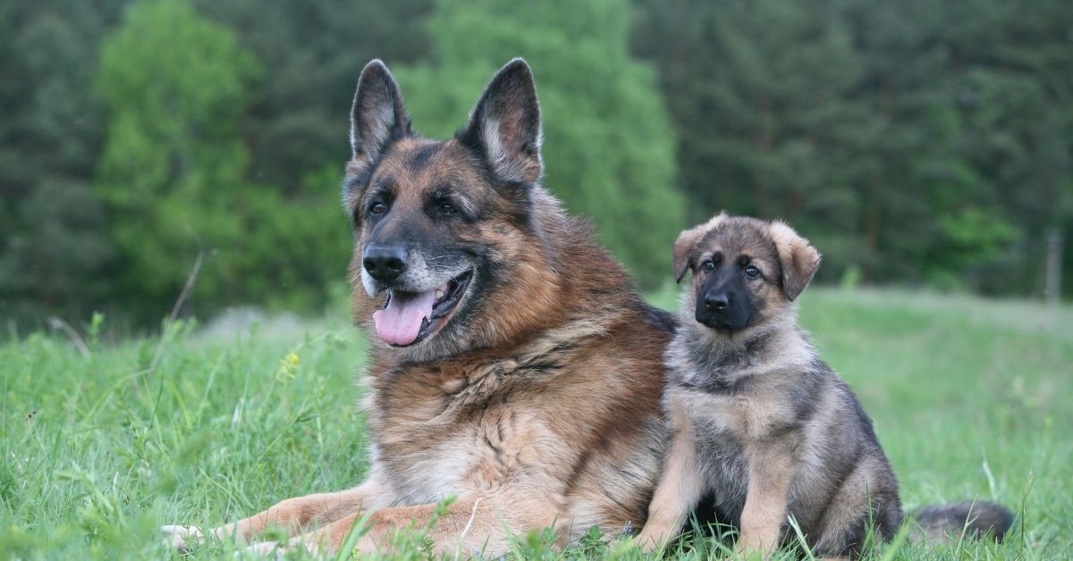 exercise for dogs