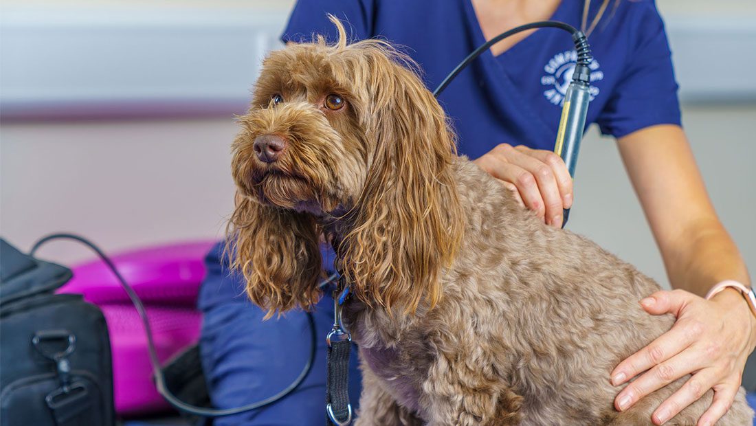 cockapoo laser therapy