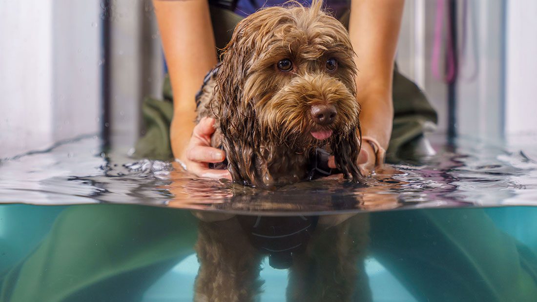 Cockapoo in underwater treadmill cranial view