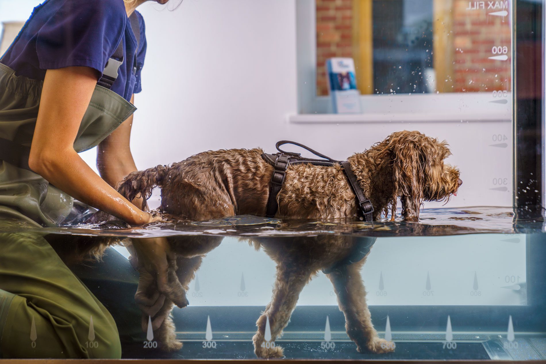 Cockapoo underwater treadmill support