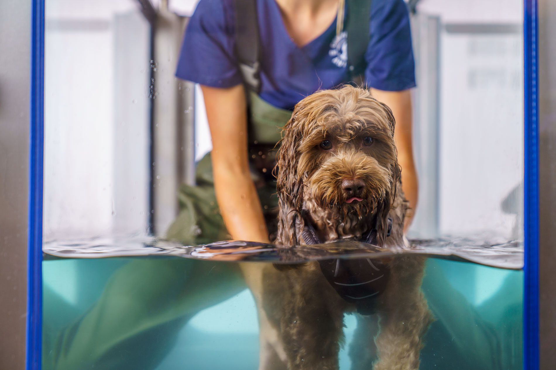 Cockapoo underwater treadmill support Cranial View close up