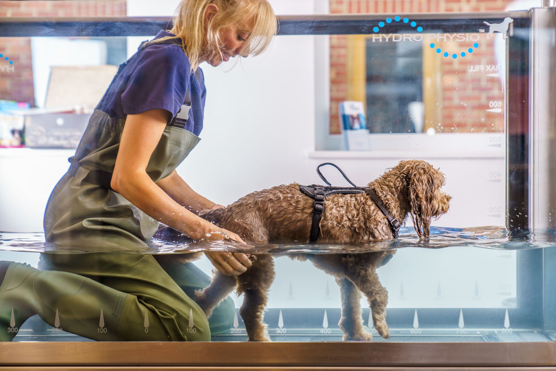 Cockapoo underwater treadmill support