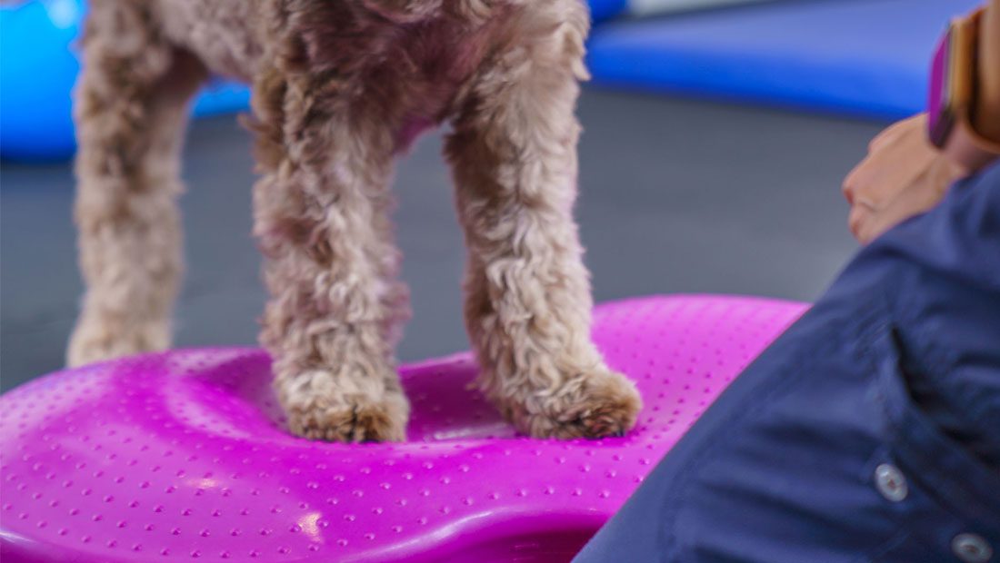 Cockapoo on Wobble Cushion