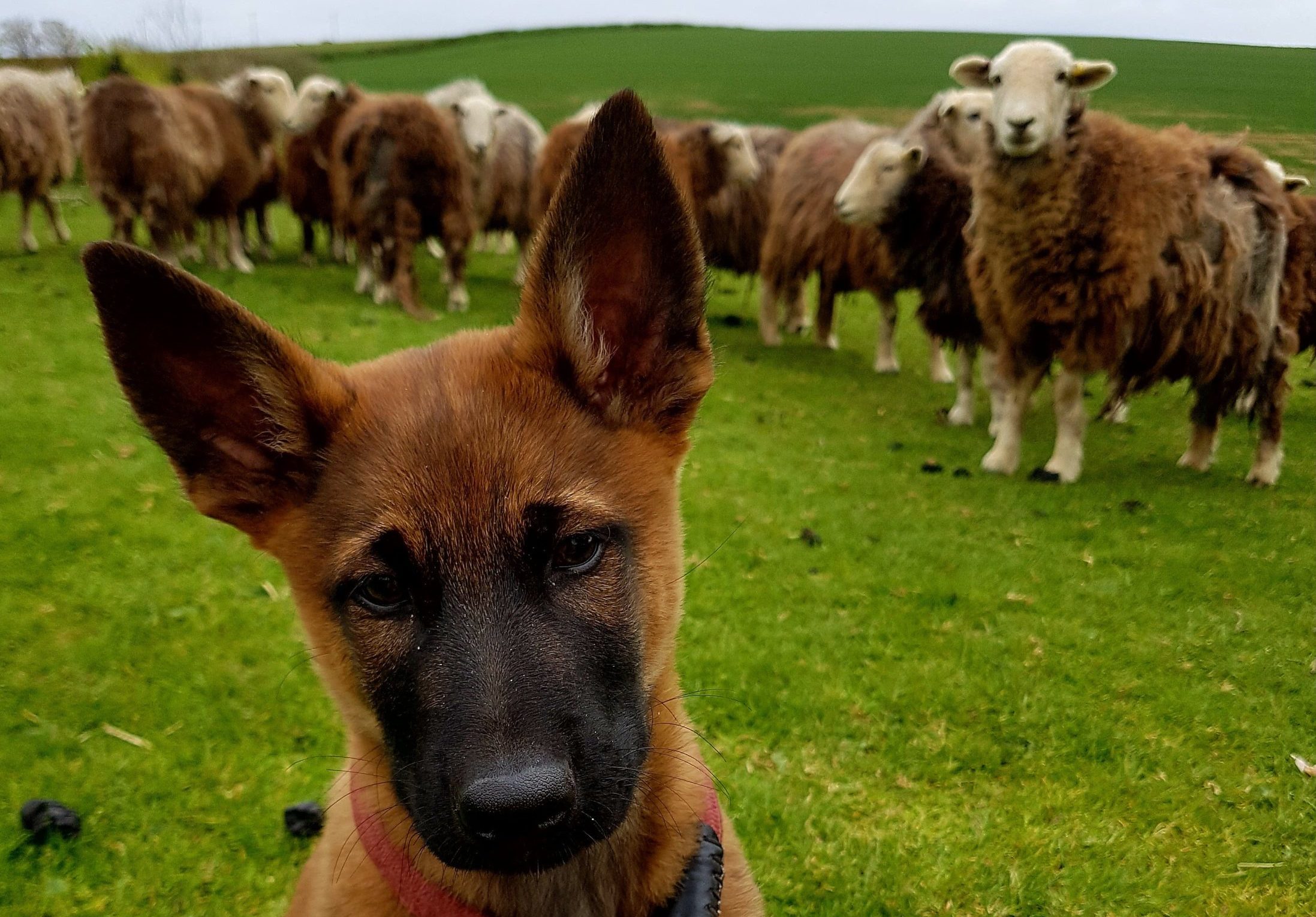 Malinois puppy with sheep behind him