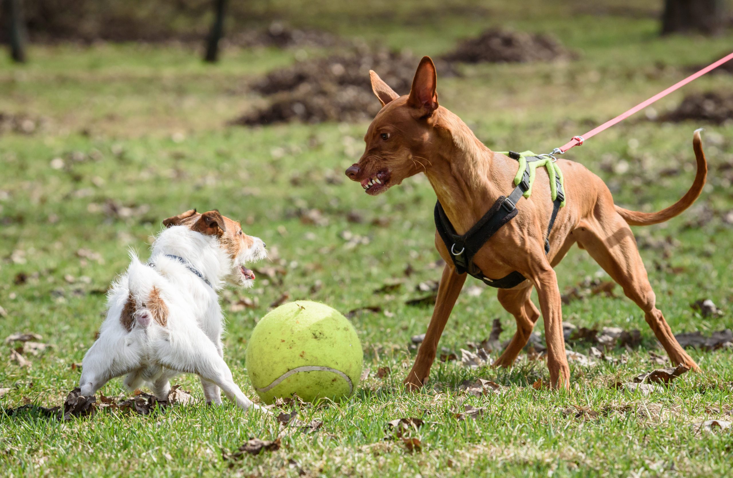 How to train a reactive dog on leash