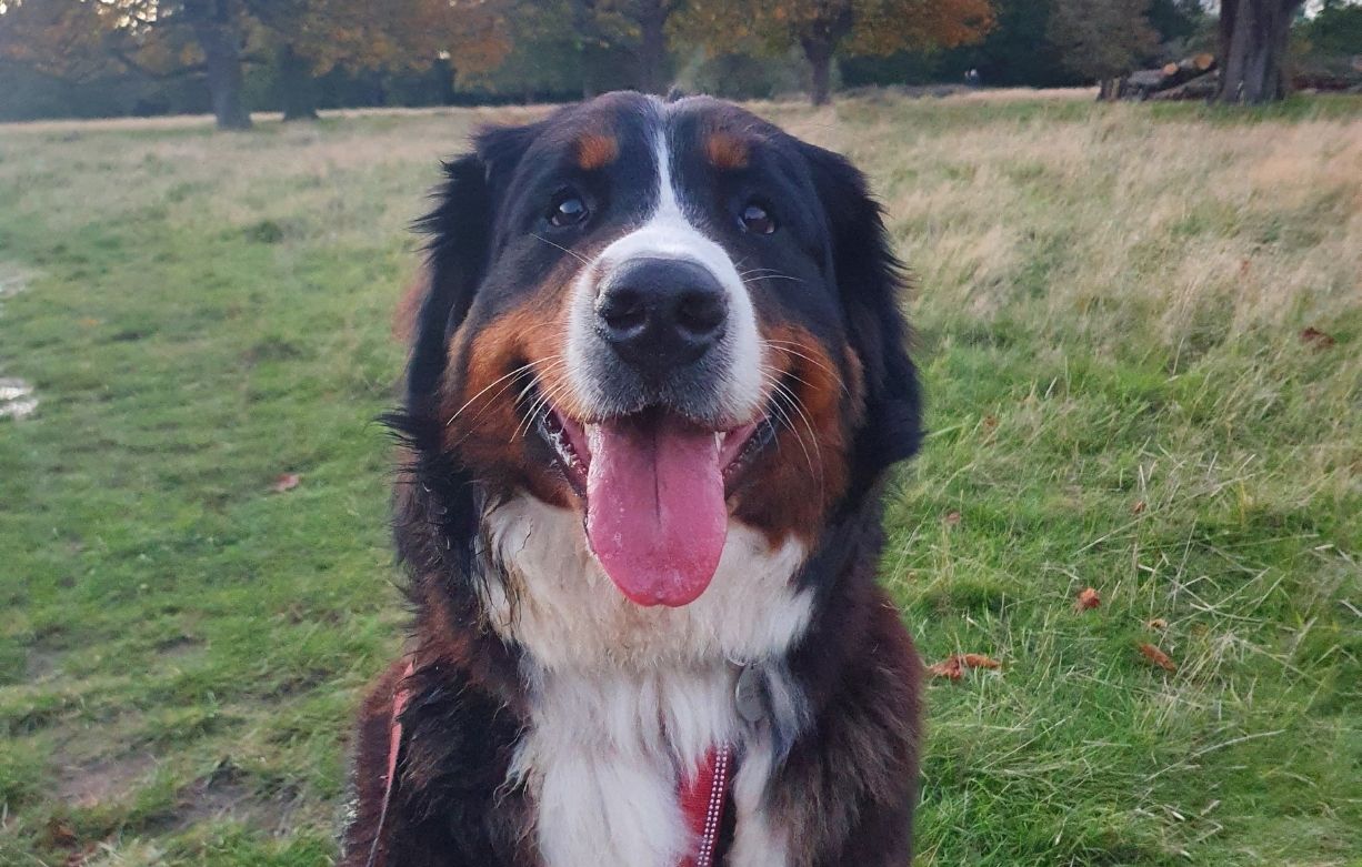 Happy Bernese Mountain Dog looking at camera with halti harness on