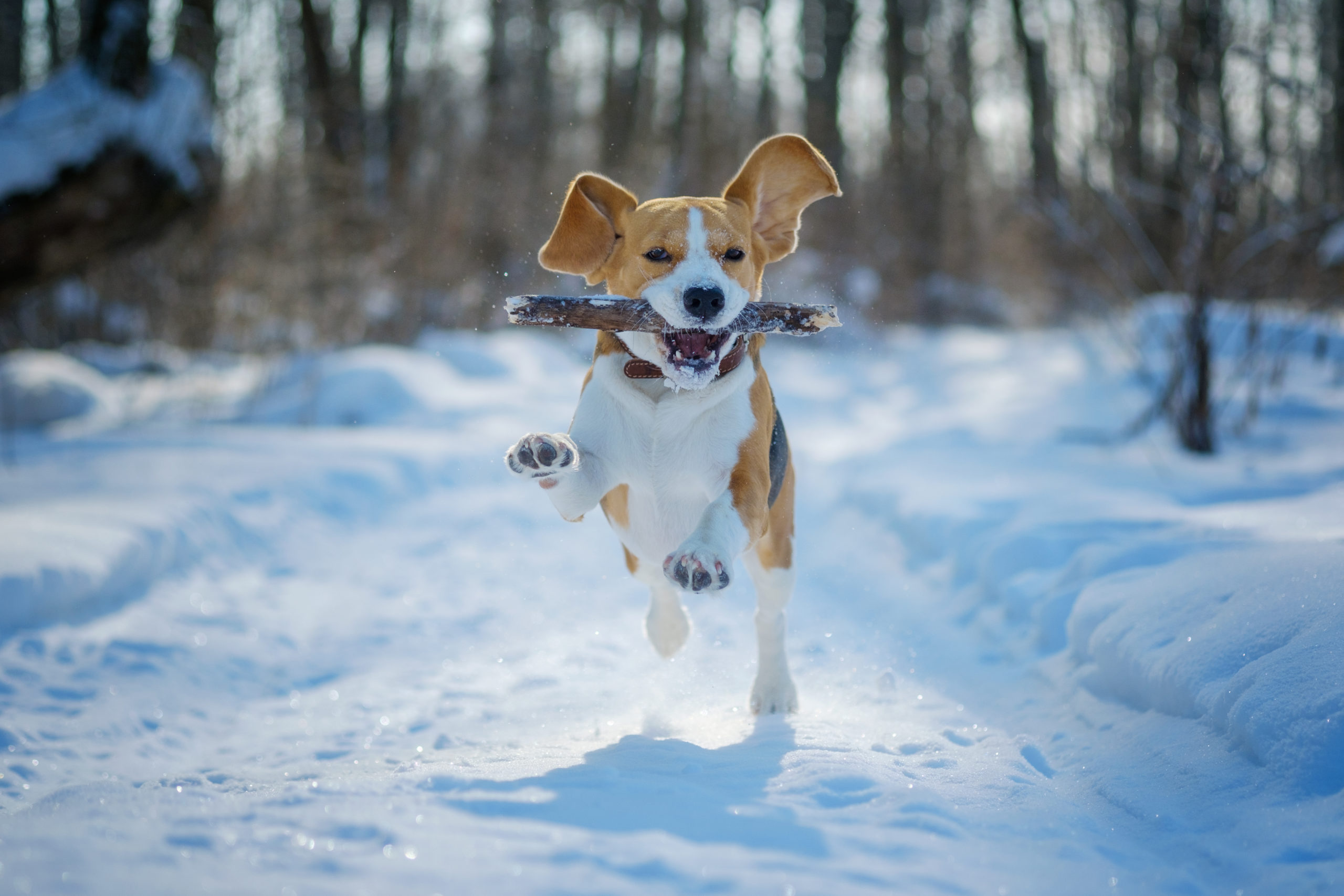 dog behaviour problems