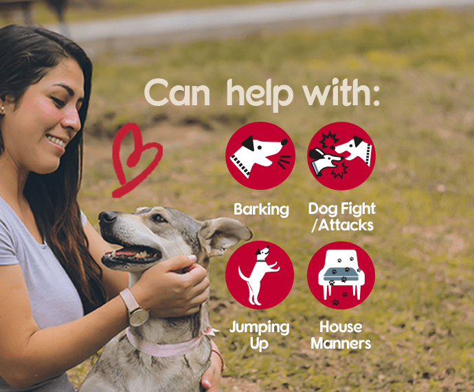 things pet corrector can help with