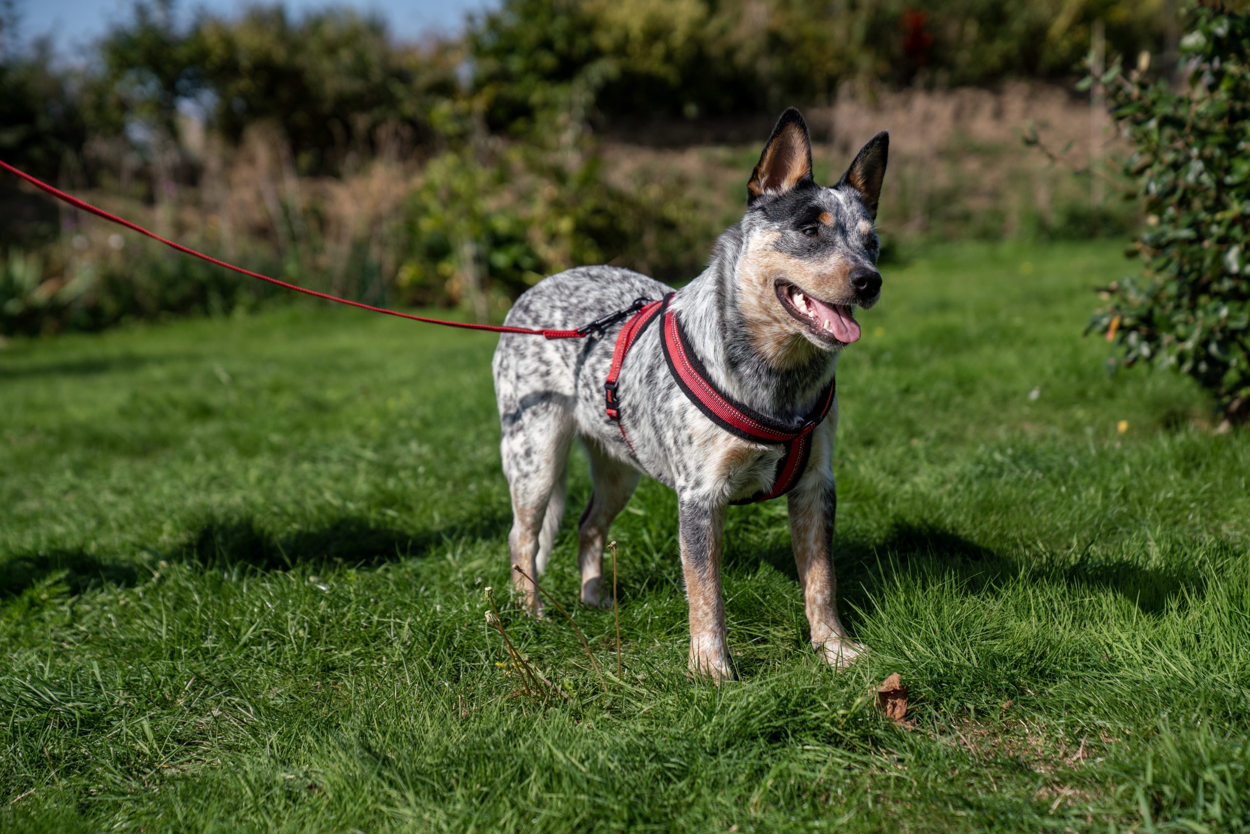Halti Comfy Harness Lifestyle Cattle Dog