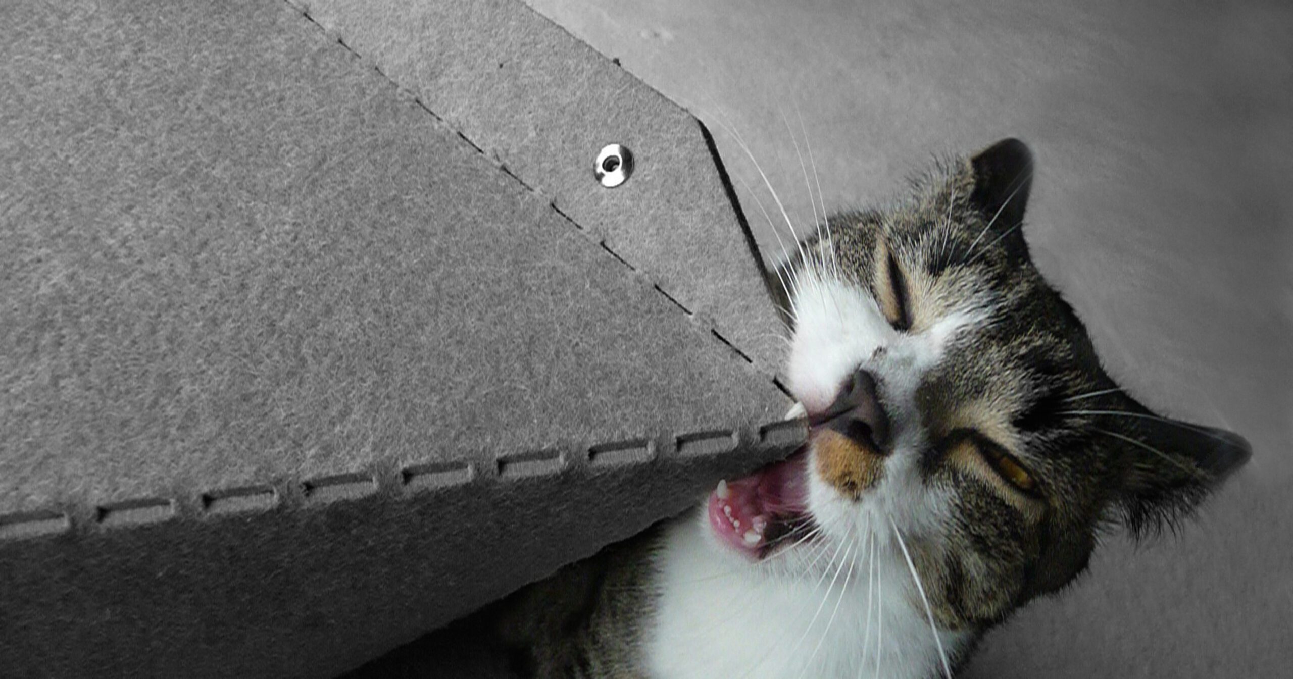 Tabby cat chewing on MIUT