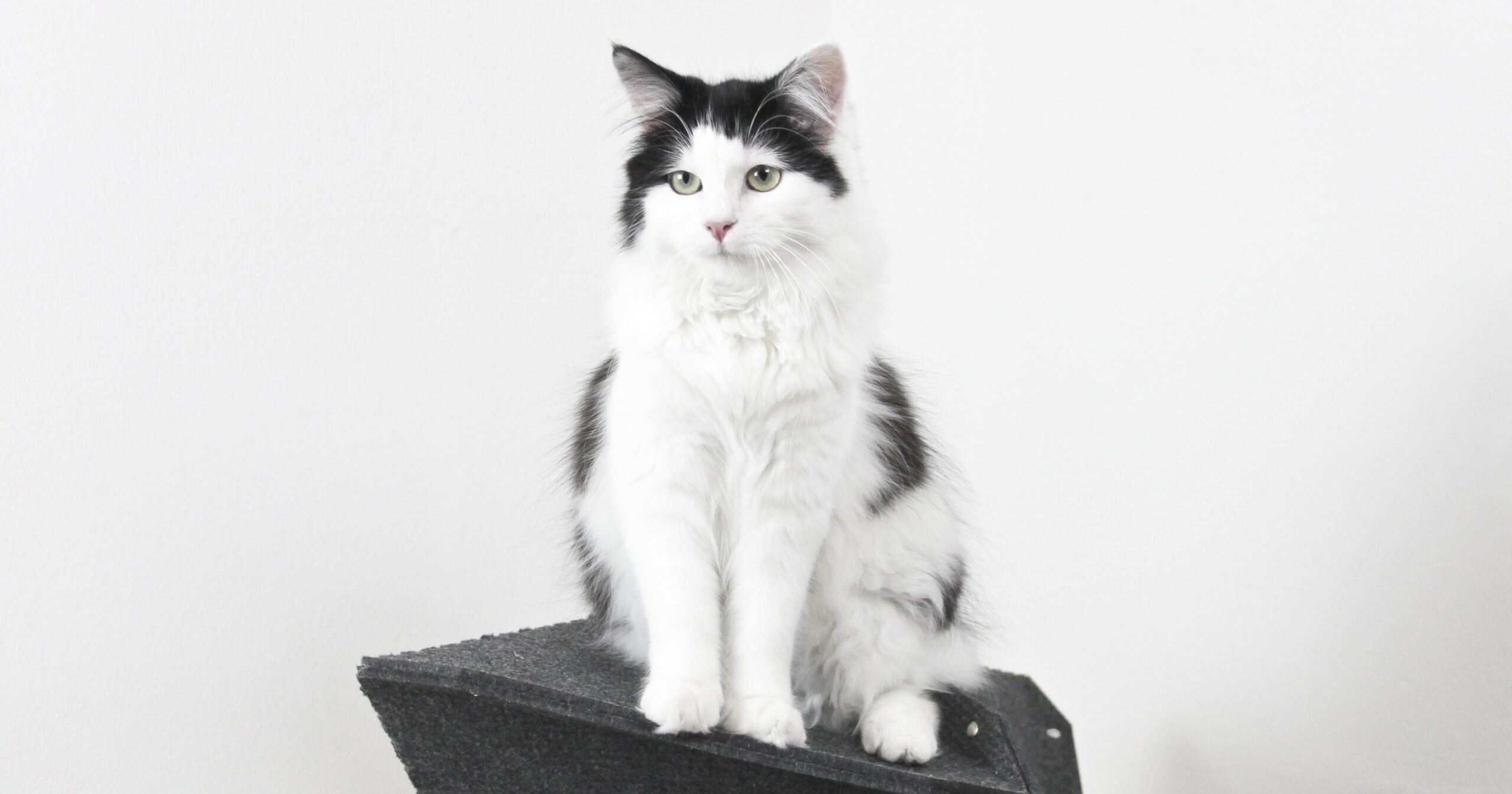 cat climbing wall